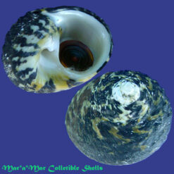 Cittarium pica (Linné, 1758)