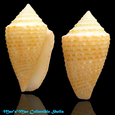 Conus henckesi Coltro 2004