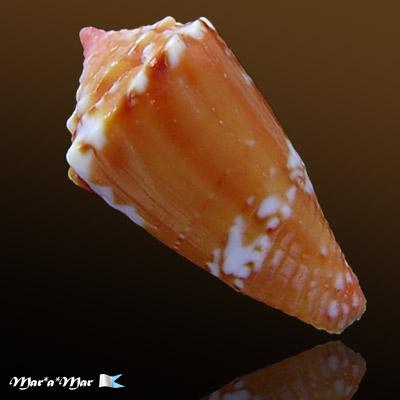 Conus delucai Coltro, 2004 - Image 2