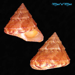 Calliostoma adspersum (Philippi, 1851)