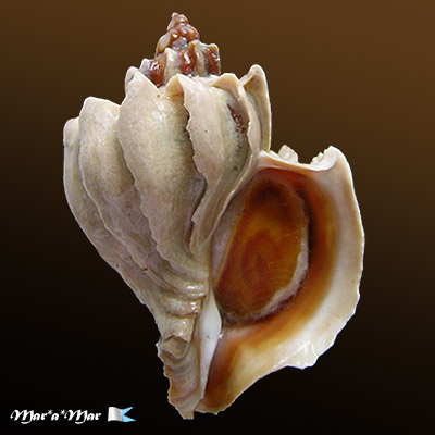 Trophon geversianus lamellosa Castellanos, 1993