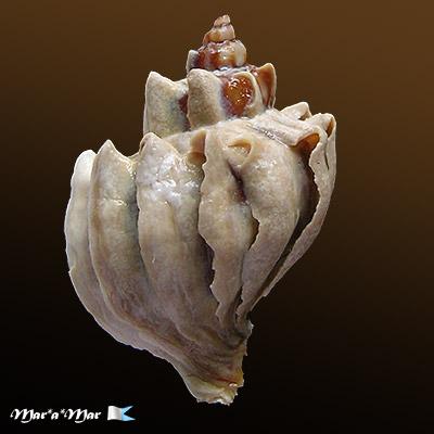 Alternative view of Trophon geversianus lamellosa Castellanos, 1993