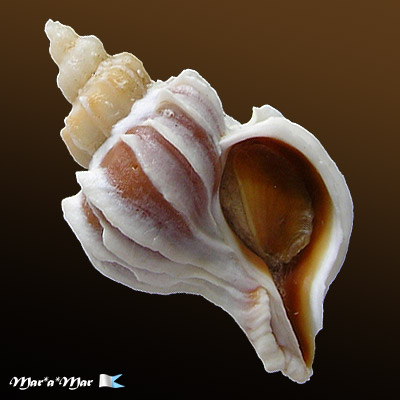 Trophon plicatus (Lightfoot, 1786)