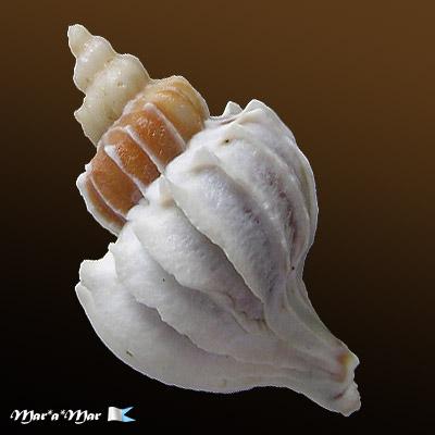 Alternative view of Trophon plicatus (Lightfoot, 1786)