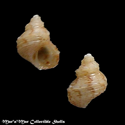 Eulithidium bellum (M. Smith, 1937)*