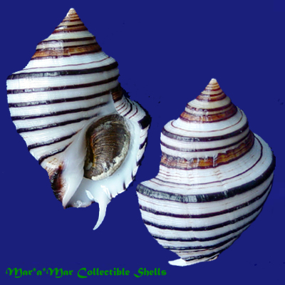 Opeatostoma pseudodon (Burrow, 1815)