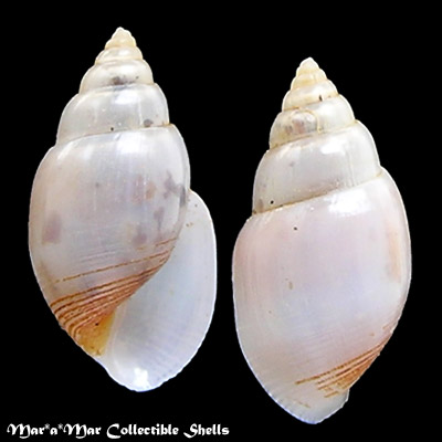 Acteon cf. candens Rehder, 1939