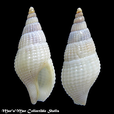 Amphissa acuminata (E. A Smith, 1915)