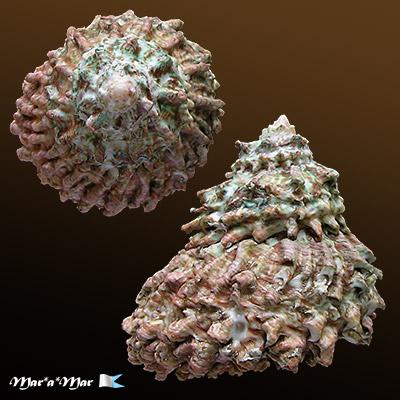 Astraea caelata (Gmelin, 1791) - Imagem 2