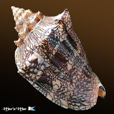 Voluta ebraea Linnaeus, 1758 - Imagem 2