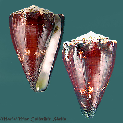 Conus brunneus Wood, 1828