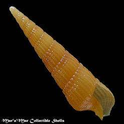 Terebra  cf. sterigma Simone, 1999