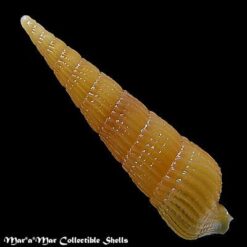 Alternative view of Terebra  cf. sterigma Simone, 1999