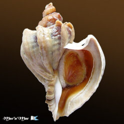 Trophon geversianus lamellosa Castellanos, 1993