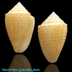 Conus henckesi Coltro 2004