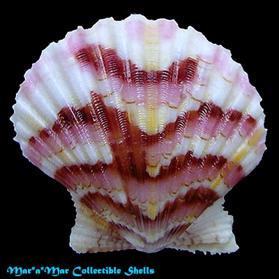 Argopecten noronhensis (E. A. Smith, 1885)