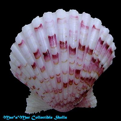 Argopecten noronhensis (E. A. Smith, 1885) - Imagem 2