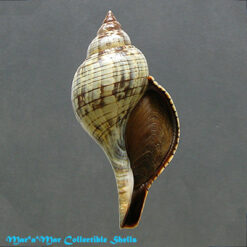 Fasciolaria tulipa hollisteri Weisbord, 1962