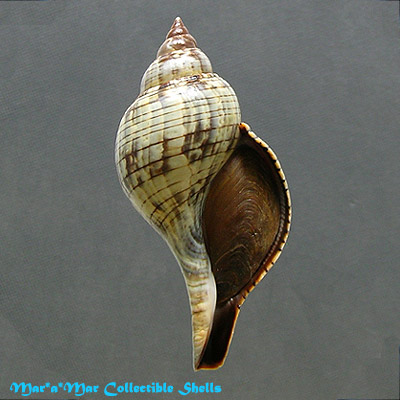 Fasciolaria tulipa hollisteri Weisbord, 1962