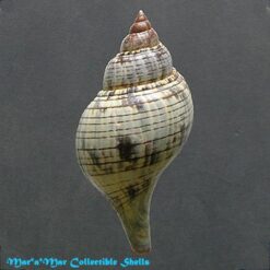 Fasciolaria tulipa hollisteri Weisbord, 1962 - Imagem 2