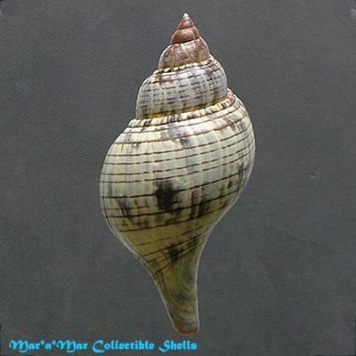 Fasciolaria tulipa hollisteri Weisbord, 1962 - Imagem 2