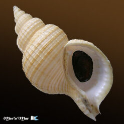 Fusitriton brasiliensis Cossignani & Cossignani, 2003