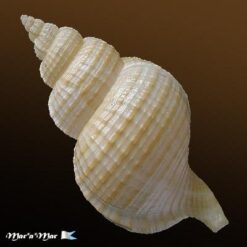 Fusitriton brasiliensis Cossignani & Cossignani, 2003 - Imagem 2