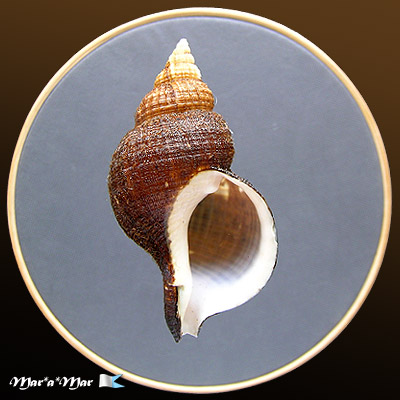 Fusitriton brasiliensis Cossignani & Cossignani, 2003