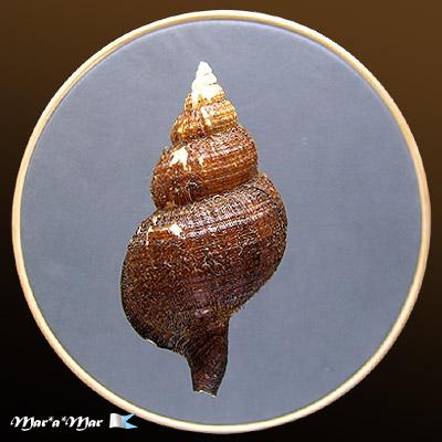 Fusitriton brasiliensis Cossignani & Cossignani, 2003 - Image 2