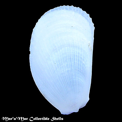 Lima pacifica Orbigny, 1846