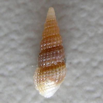 Alvania sp.* - Imagem 2