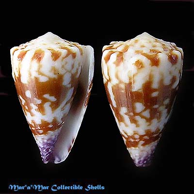 Conus nux Broderip, 1833