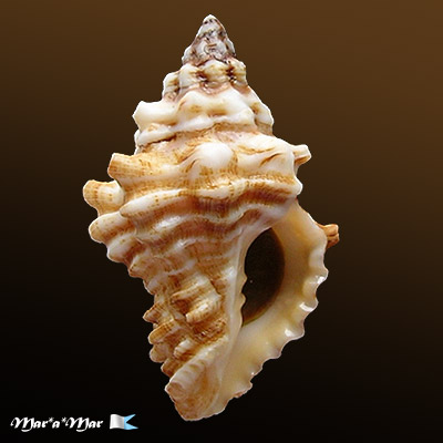 Vasum capitellum (L., 1758)