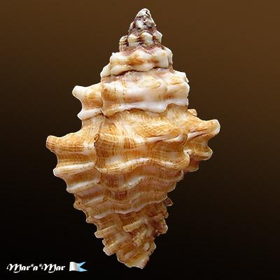 Vasum capitellum (L., 1758) - Imagem 2