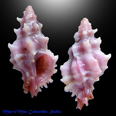 Muricopsis warreni Petuch, 1993