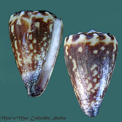 Conus nux Broderip, 1833