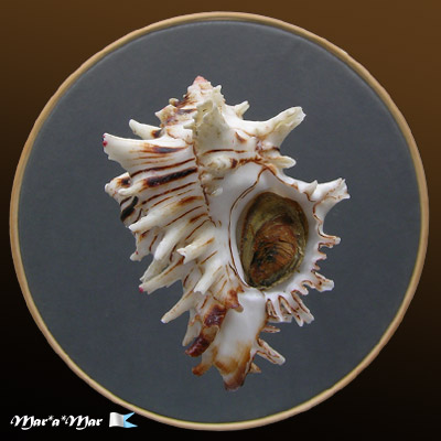 Hexaplex princeps (Broderip, 1833)