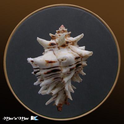 Hexaplex princeps (Broderip, 1833) - Imagem 2