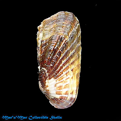 Carditamera affinis (Sowerby, 1833)