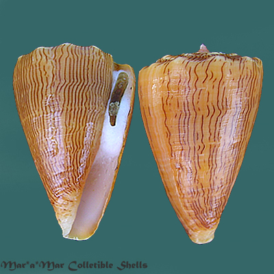 Conus princeps lineolatus Valenciennes, 1832