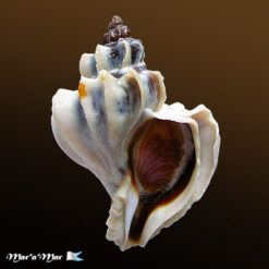 Trophon geversianus lamellosa Castellanos, 1993