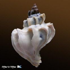 Trophon geversianus lamellosa Castellanos, 1993 - Imagem 2