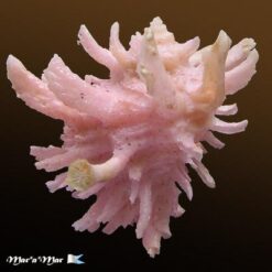 Babelomurex ricinuloides Schepman, 1911 - Imagem 2