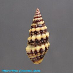 Alternative view of Pilsbryspira cf. albocincta (C.B.Adams, 1845)