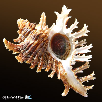 Chicoreus brevifrons (Lamarck, 1822)
