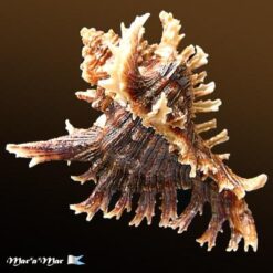Chicoreus brevifrons (Lamarck, 1822) - Image 2