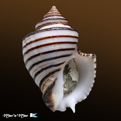 Opeatostoma pseudodon (Burrow, 1815)