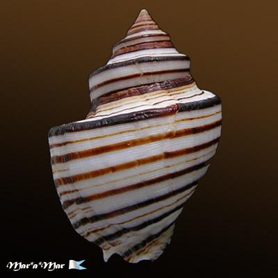 Opeatostoma pseudodon (Burrow, 1815) - Imagem 2