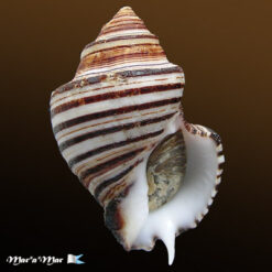 Opeatostoma pseudodon (Burrow, 1815)