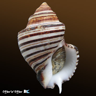 Opeatostoma pseudodon (Burrow, 1815)